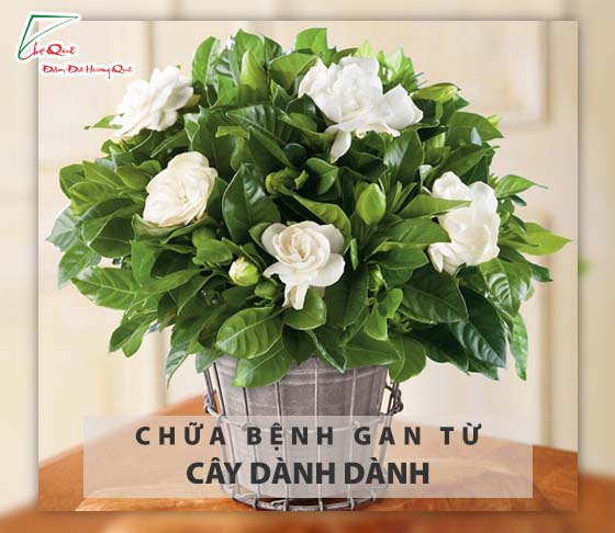 chữa bệnh gan nhờ bột dành dành